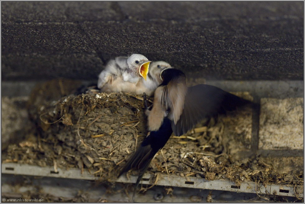 die Fütterung... weisse Rauchschwalbe *Hirundo rustica*