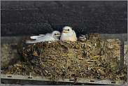 weiße Schwalben... Rauchschwalbe *Hirundo rustica*