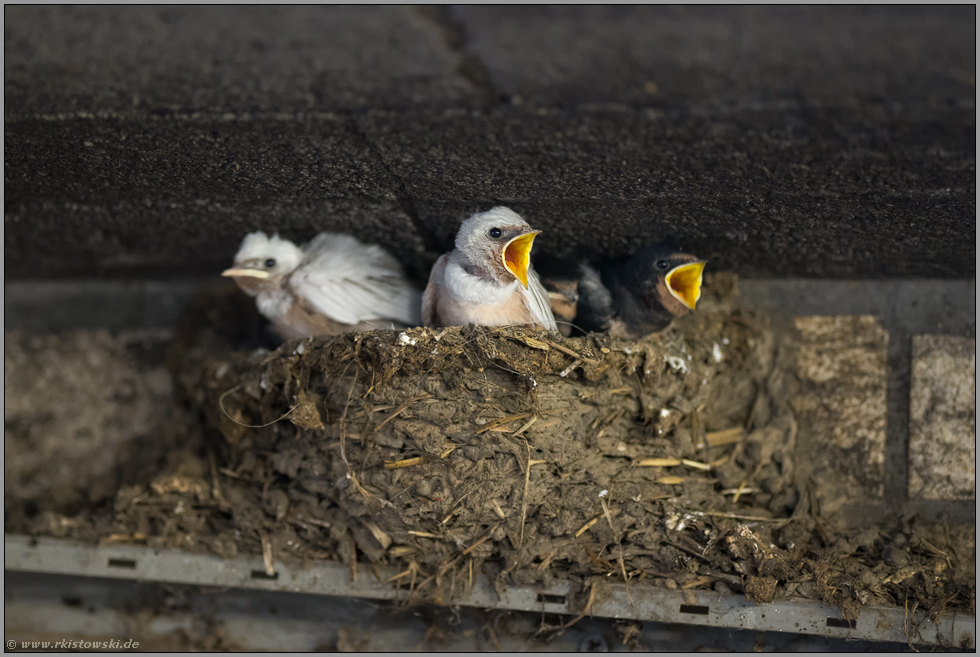 zwei weiße, zwei normalgefärbte... Rauchschwalbe *Hirundo rustica*