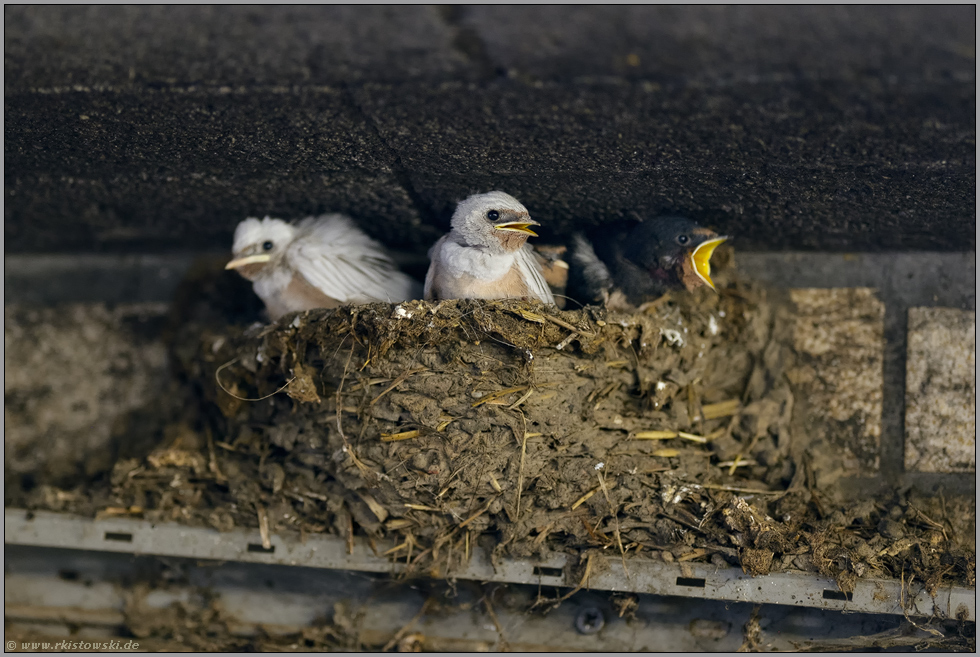 Leuzismus... Rauchschwalbe *Hirundo rustica*