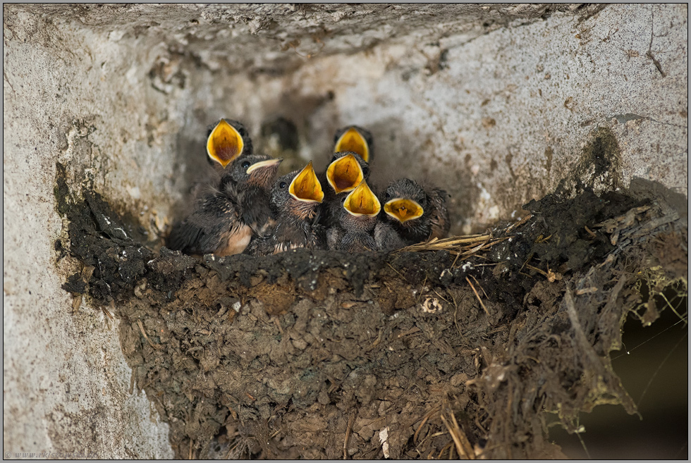 der Schwalbenchor... Rauchschwalbe *Hirundo rustica*