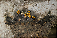 der Schwalbenchor... Rauchschwalbe *Hirundo rustica*