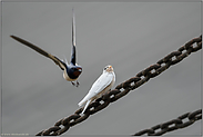 der Anflug... Rauchschwalbe *Hirundo rustica*