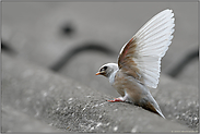 auf dem Scheunendach... Rauchschwalbe *Hirundo rustica*