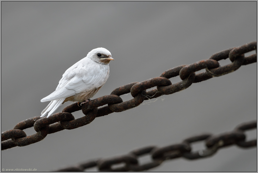 flügge... weiße Rauchschwalbe *Hirundo rustica*