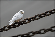 flügge... weiße Rauchschwalbe *Hirundo rustica*