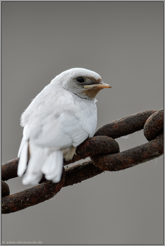 im Hochformat... Rauchschwalbe *Hirundo rustica*