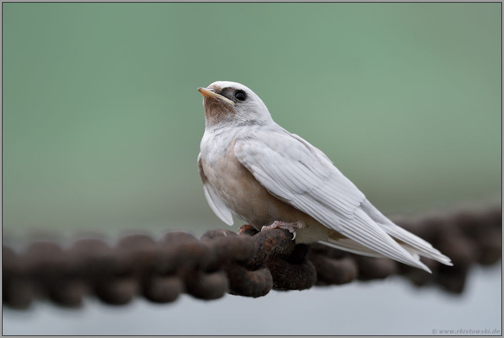 leuzistisch... weisse Rauchschwalbe *Hirundo rustica*