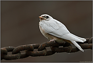 endlich flügge... Rauchschwalbe *Hirundo rustica*