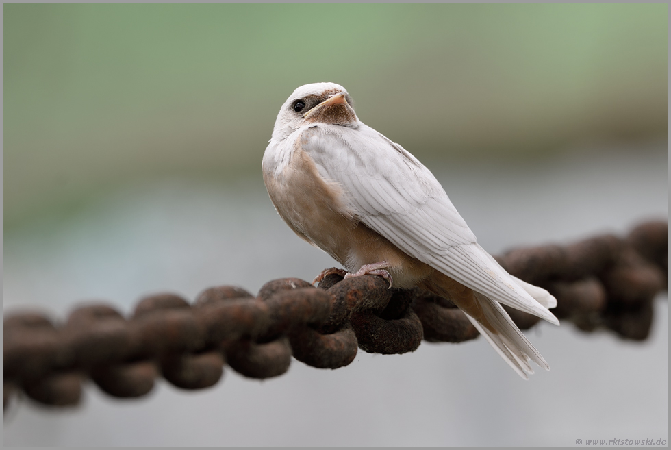 nicht ganz weiß... Rauchschwalbe *Hirundo rustica*