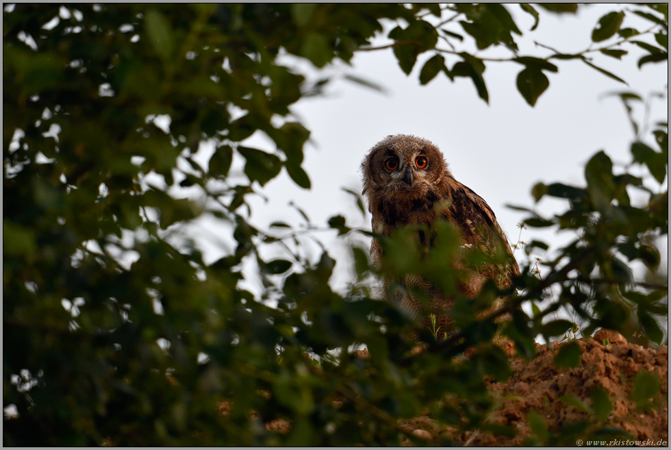 durch die Büsche hindurch... Europäischer Uhu *Bubo bubo*