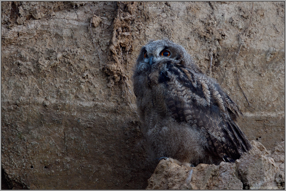 erdfarben... Europäischer Uhu *Bubo bubo*