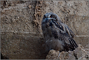 erdfarben... Europäischer Uhu *Bubo bubo*