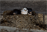 ungleiche Geschwister... Rauchschwalbe *Hirundo rustica*