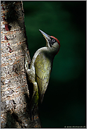 Lichtspiele im Wald... Grünspecht *Picus viridis*