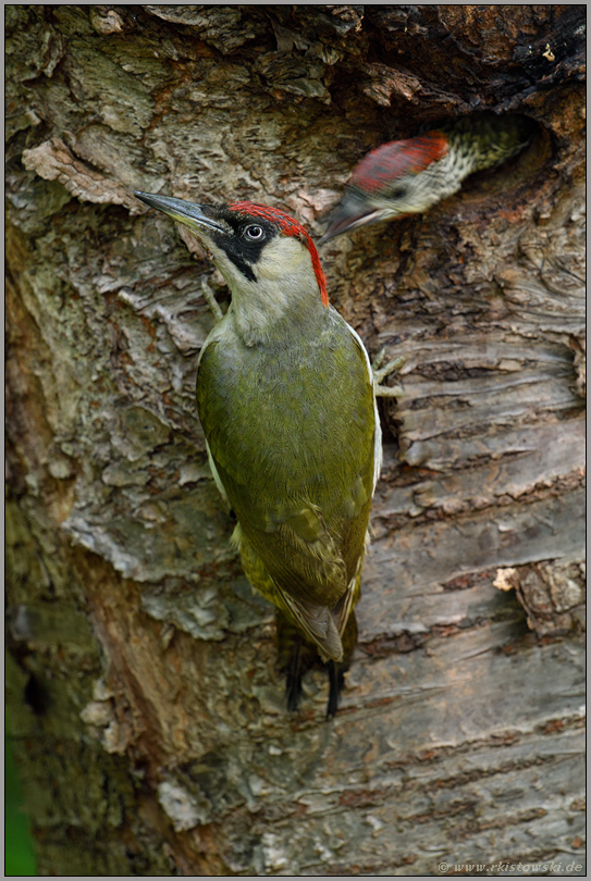 Ungeduld... Grünspecht *Picus viridis*