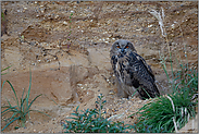 misstrauischer Blick... Europäischer Uhu *Bubo bubo*