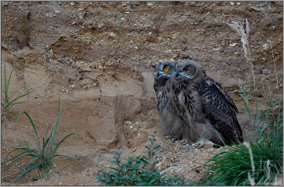 Pupillen... Europäischer Uhu *Bubo bubo*