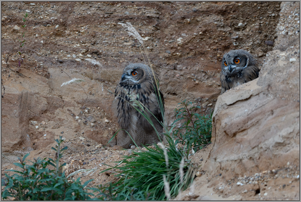 beim Verlassen des Tagesversteckes... Europäischer Uhu *Bubo bubo*