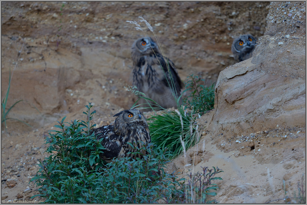 Überflug der Baumfalken... Europäischer Uhu *Bubo bubo*