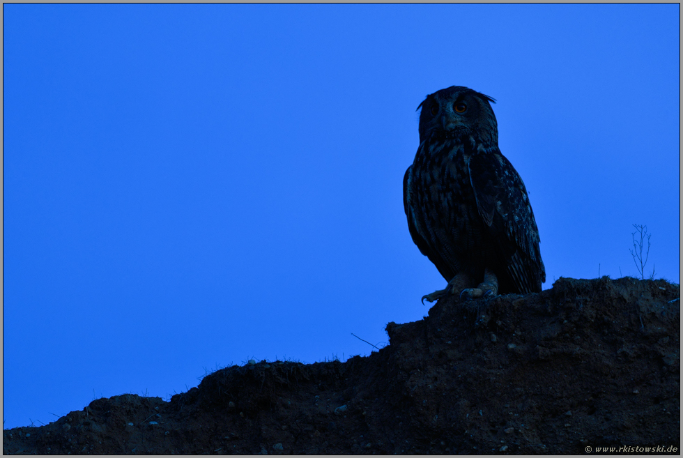 auf nächtlichem Beutezug... Europäischer Uhu *Bubo bubo*