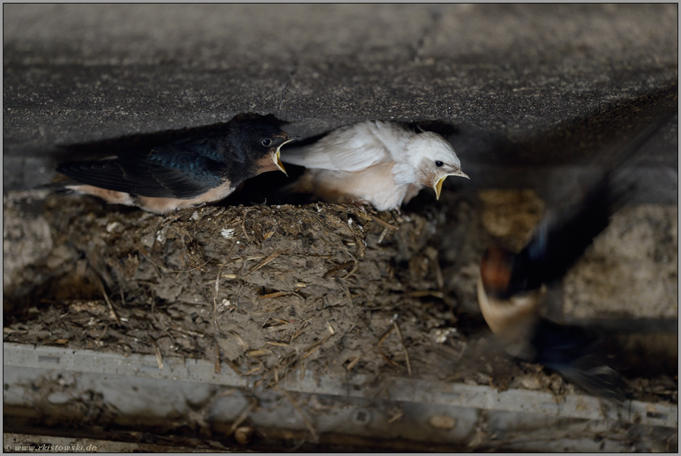 Familienleben... Rauchschwalbe *Hirundo rustica*