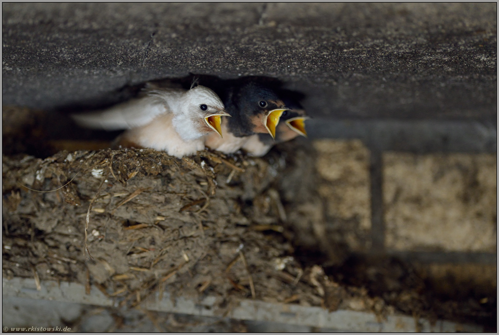 gemischtes Trio... Rauchschwalbe *Hirundo rustica*