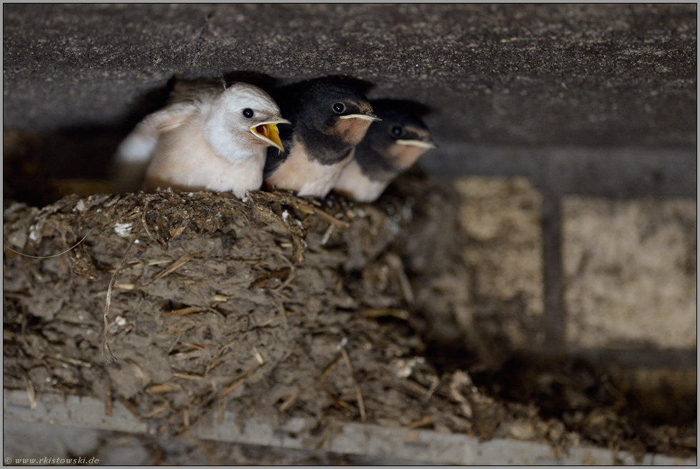 seltener Nachwuchs... Rauchschwalbe *Hirundo rustica*