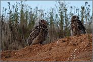 auf Erkundungstour... Europäischer Uhu *Bubo bubo*