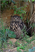 unter'm Busch... Europäischer Uhu *Bubo bubo*