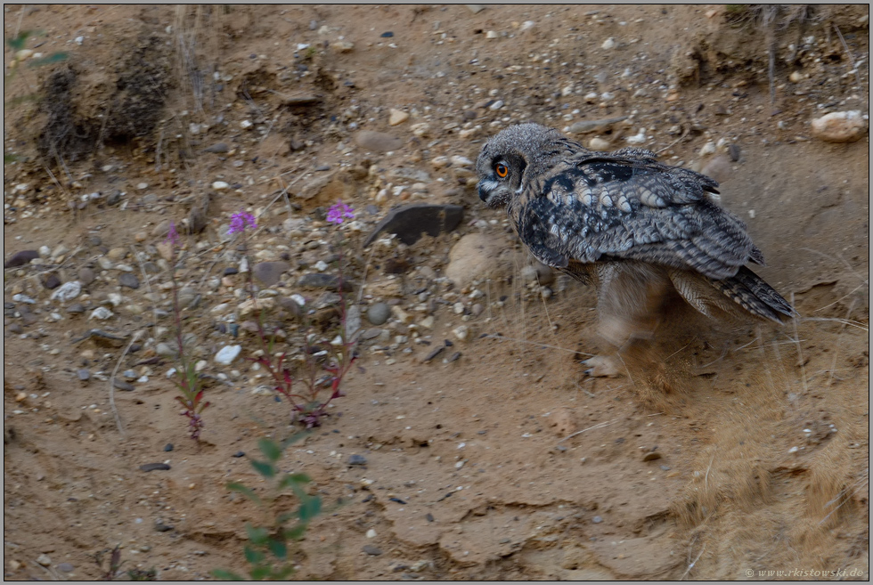 der Fußgänger... Europäischer Uhu *Bubo bubo*