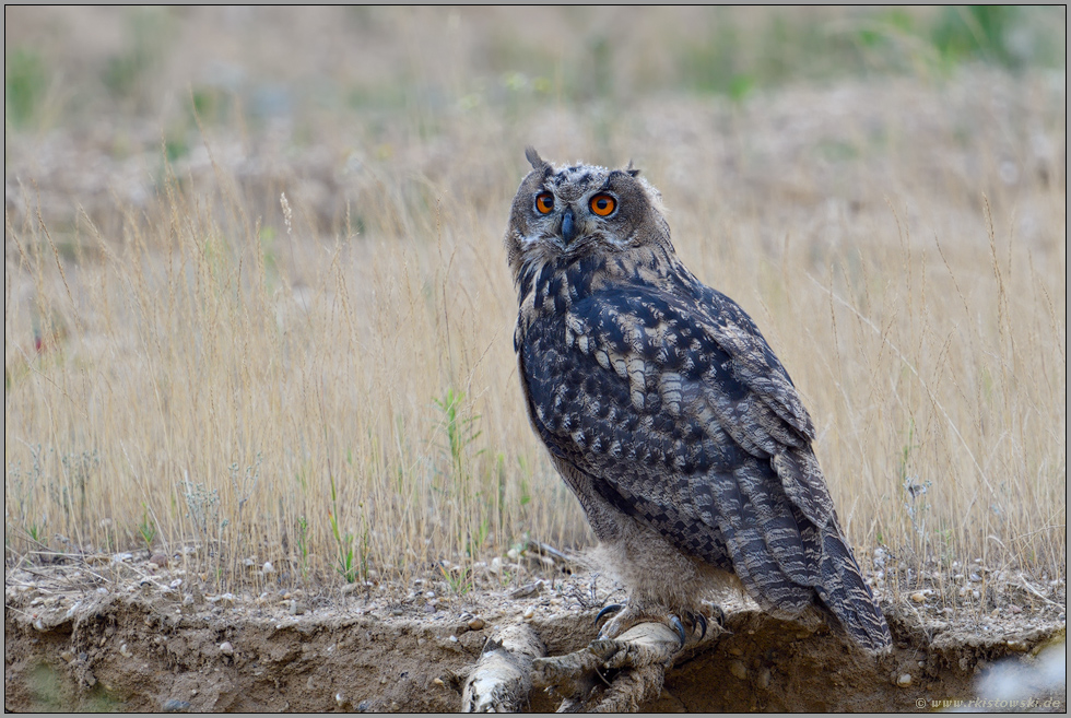 ein Jungvogel - man beachte die Krallen... Europäischer Uhu *Bubo bubo*