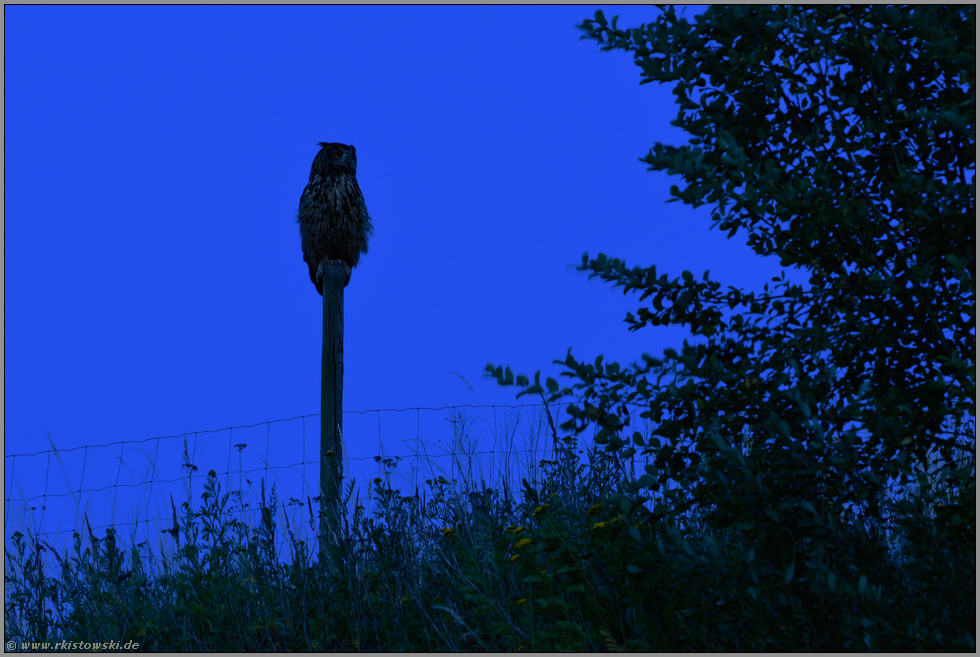 tief in der Nacht... Europäischer Uhu *Bubo bubo*