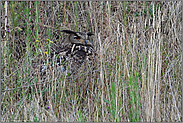 versteckt im hohen Gras... Europäischer Uhu *Bubo bubo*