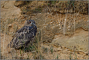 allein unterwegs... Europäischer Uhu *Bubo bubo*