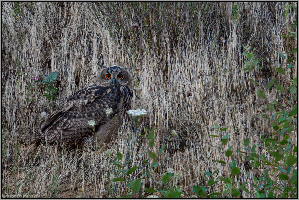 in den Hängen der Kiesgrube... Europäischer Uhu *Bubo bubo*, Jungvogel