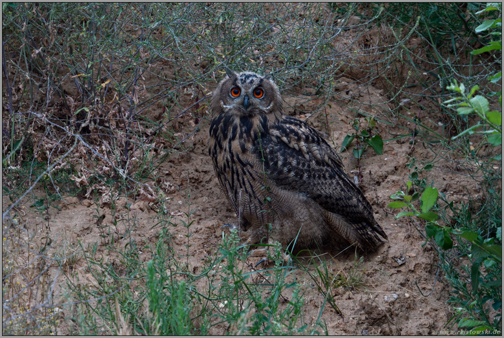 zwischen Sträuchern... Europäischer Uhu *Bubo bubo*