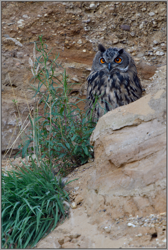 der Wachposten... Europäischer Uhu *Bubo bubo* versteckt sich hinter Felsen