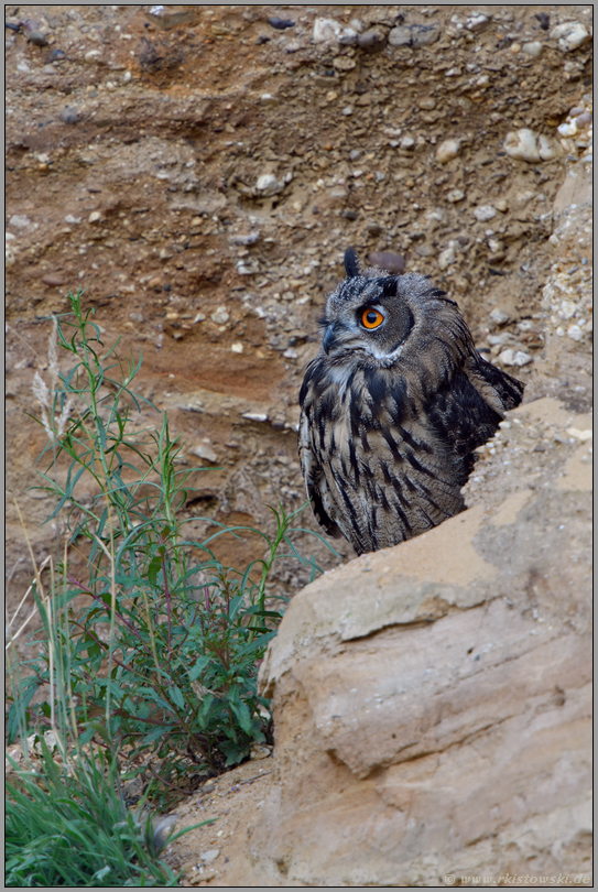 argwöhnisch... Europäischer Uhu *Bubo bubo*