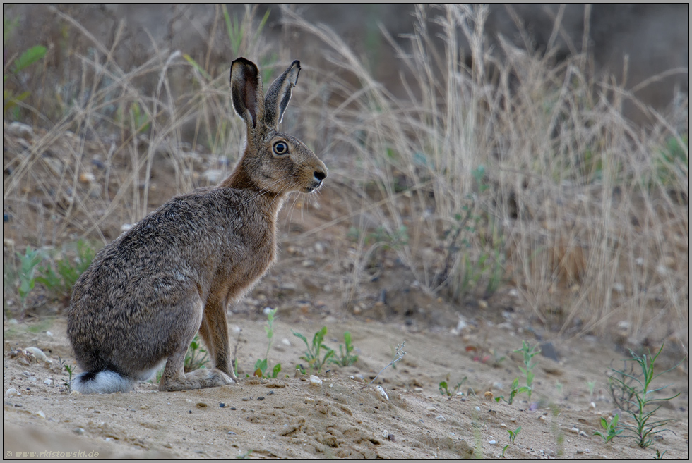 Häschen in der Grube... Feldhase *Lepus europaeus*