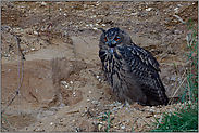 rufend... Europäischer Uhu *Bubo bubo* bei Einbruch der Nacht