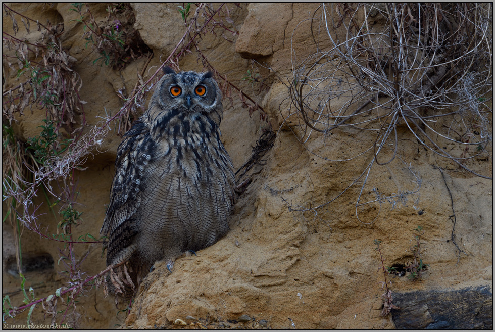 fragender Blick... Europäischer Uhu *Bubo bubo* sitzt in der Sandwand