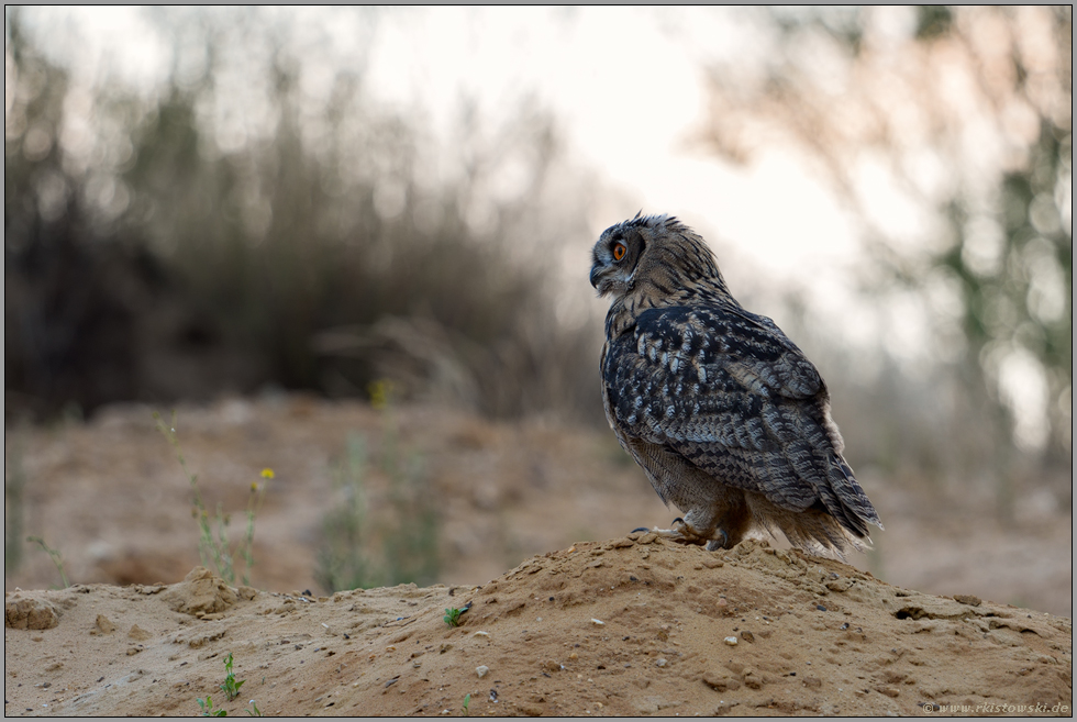 dämmerungsaktiv... Europäischer Uhu *Bubo bubo* sitzt bei Einbruch der Dämmerung auf einem Sandhaufen