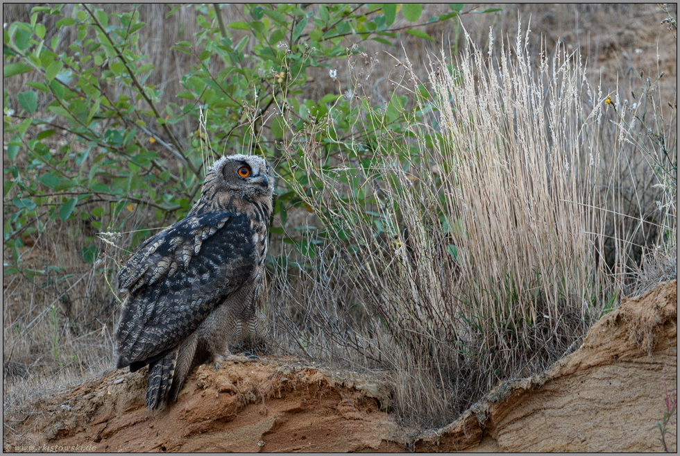 hoch oben auf dem Rand... Europäischer Uhu *Bubo bubo*, junger Uhu