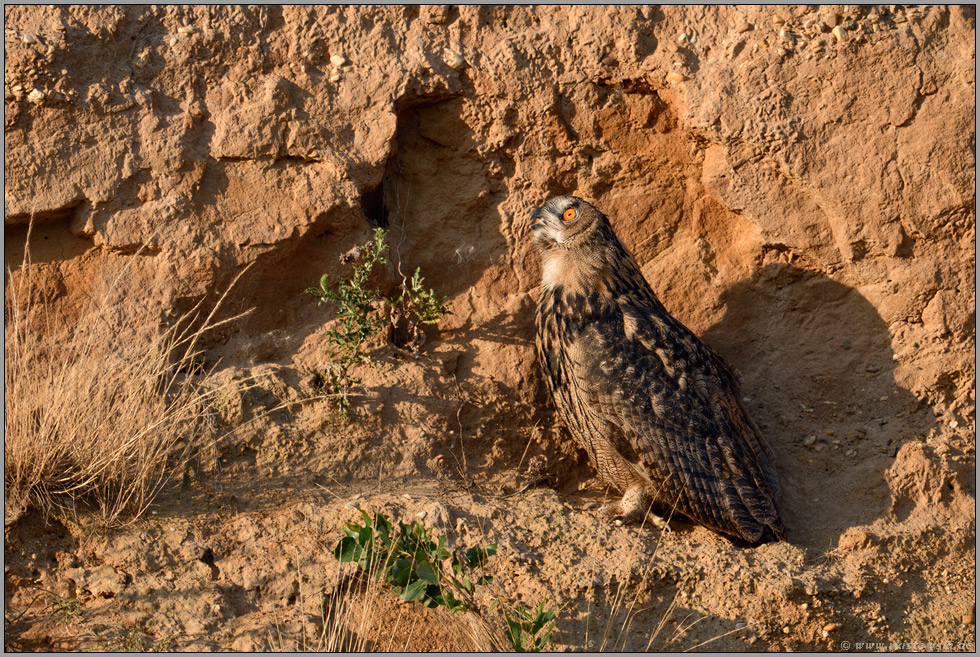 der Sonnenruf... Europäischer Uhu *Bubo bubo* ruft im Licht der späten Abendsonne