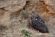 ein Tag geht zu Ende... Europäischer Uhu *Bubo bubo*