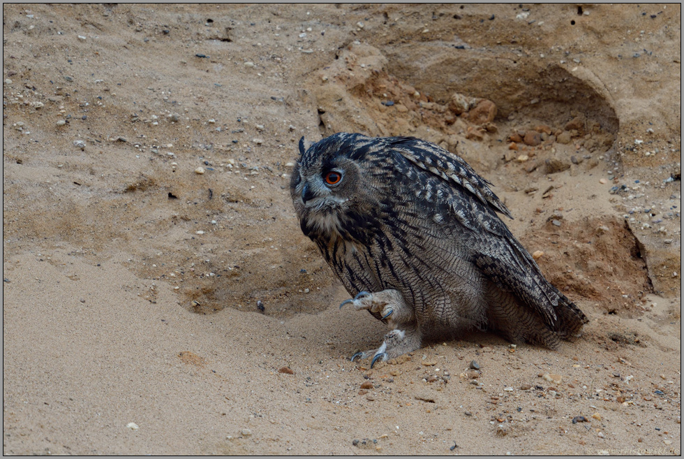 Schmidtchen Schleicher... Europäischer Uhu *Bubo bubo*