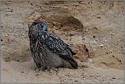 Orientierungsblick... Europäischer Uhu *Bubo bubo*