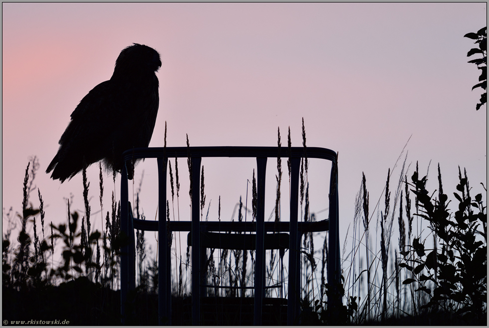 Uhu-Silhouette... Europäischer Uhu *Bubo bubo*