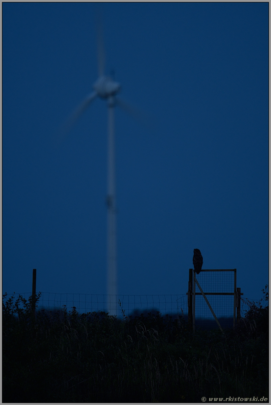 Gefährdungspotential Windkraft... Europäischer Uhu *Bubo bubo*